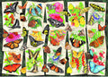 Tropical Butterflies - 1000 piece - Ravensburger
